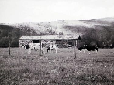 Fournier Dairy Farm 1949